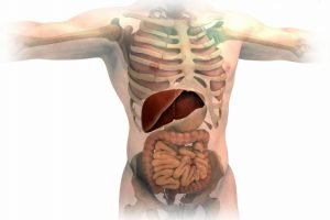 How the Body Processes Alcohol Alcoholic Liver Disease