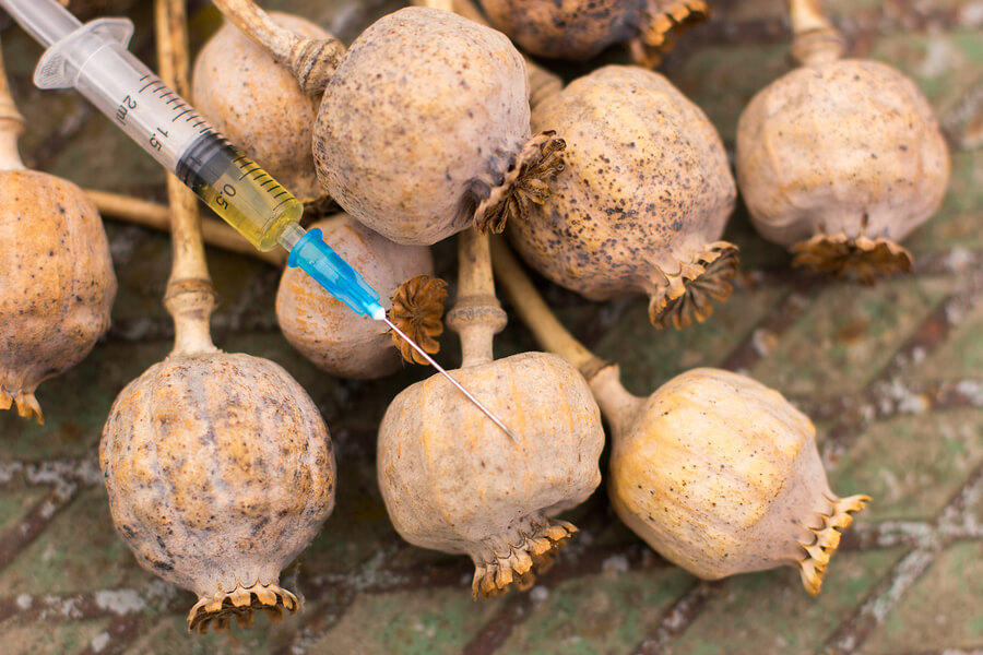 Drug opium poppy inside the syringe. Deadly