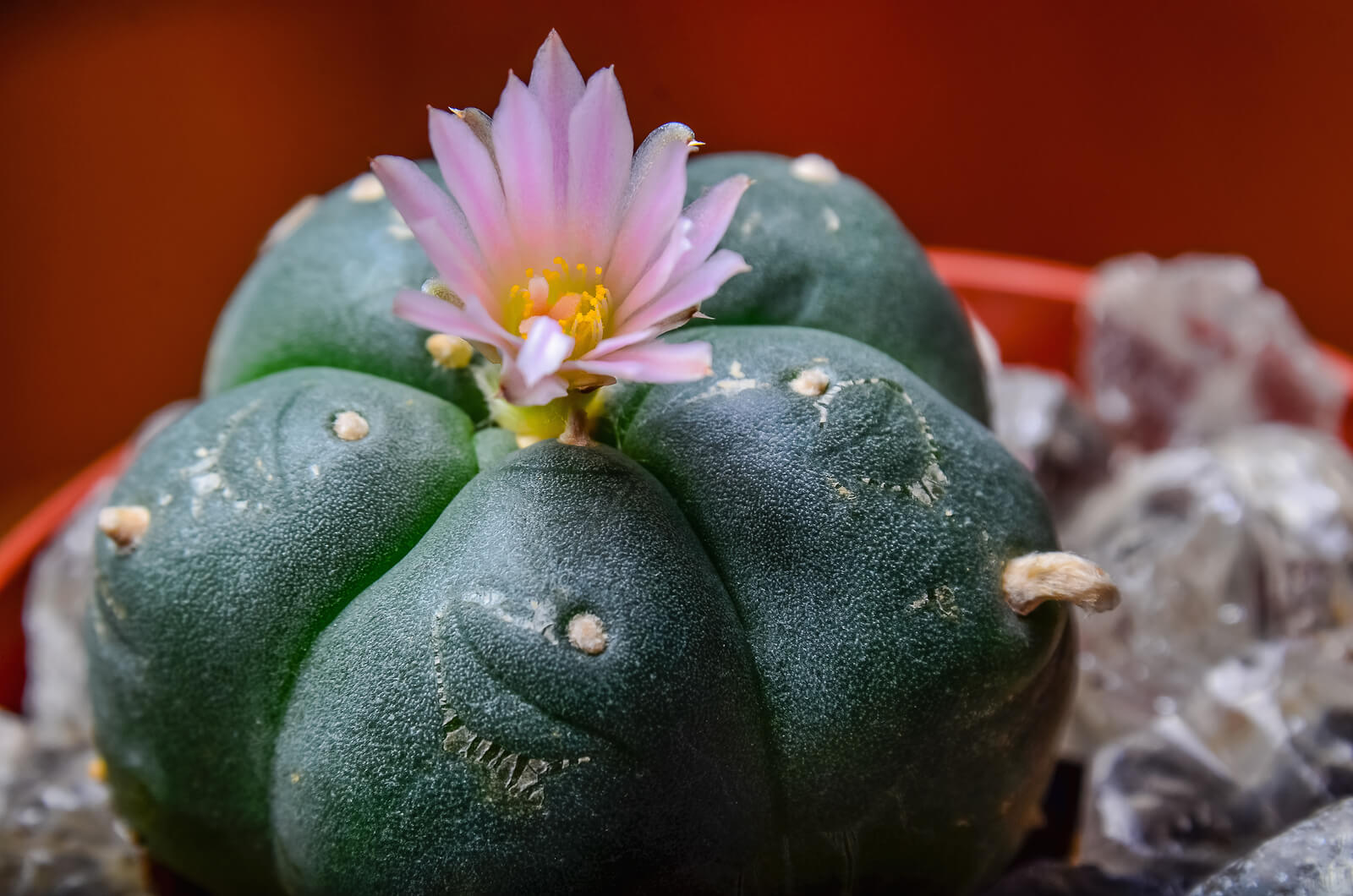 peyote hallucination peyote hallucination