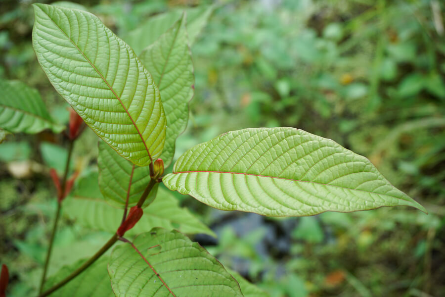 Kratom Effects | Midwood Addiction Treatment