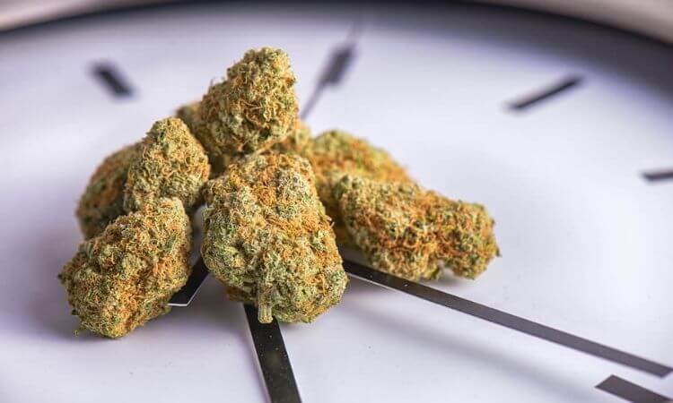 How Long Does Marijuana Stay in Your System? 