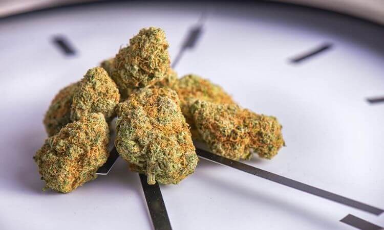 How Long Does Marijuana Stay in Your System?