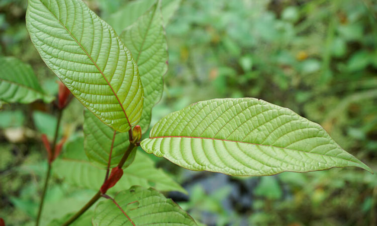 Kratom Effects and Addiction