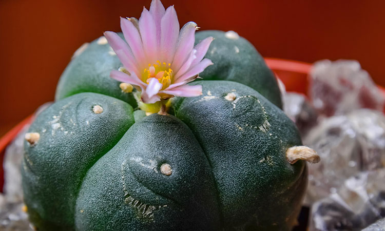 What Is Peyote?
